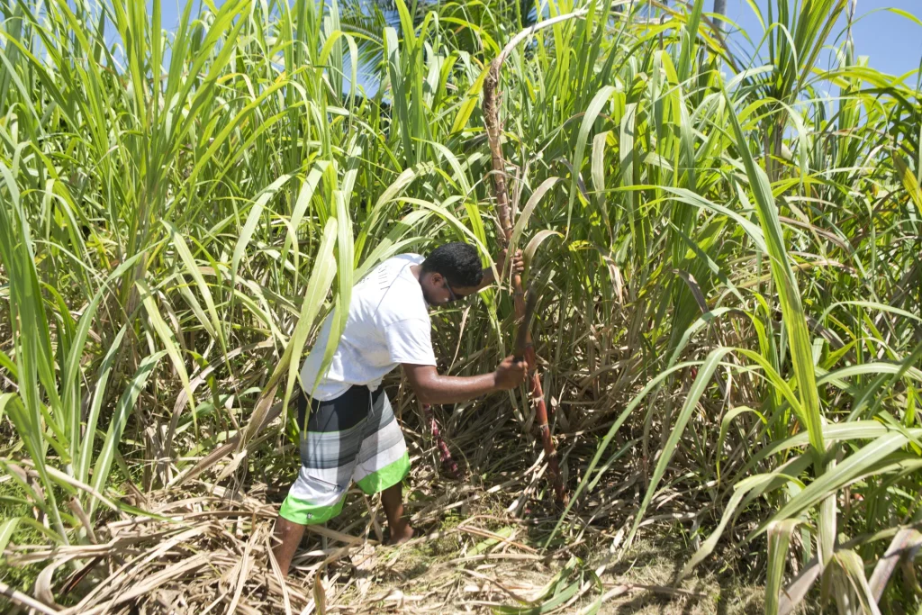 Champ de canne à sucre à Tahiti Et Ses Îles © Grégoire Le Bacon