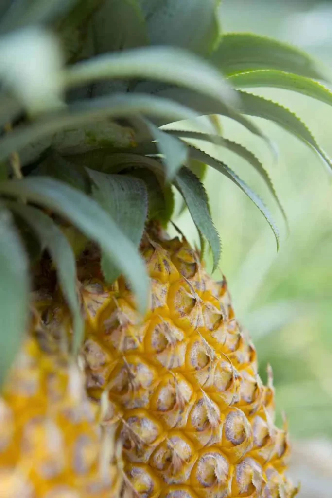 Ananas de Moorea © Tahiti Tourisme