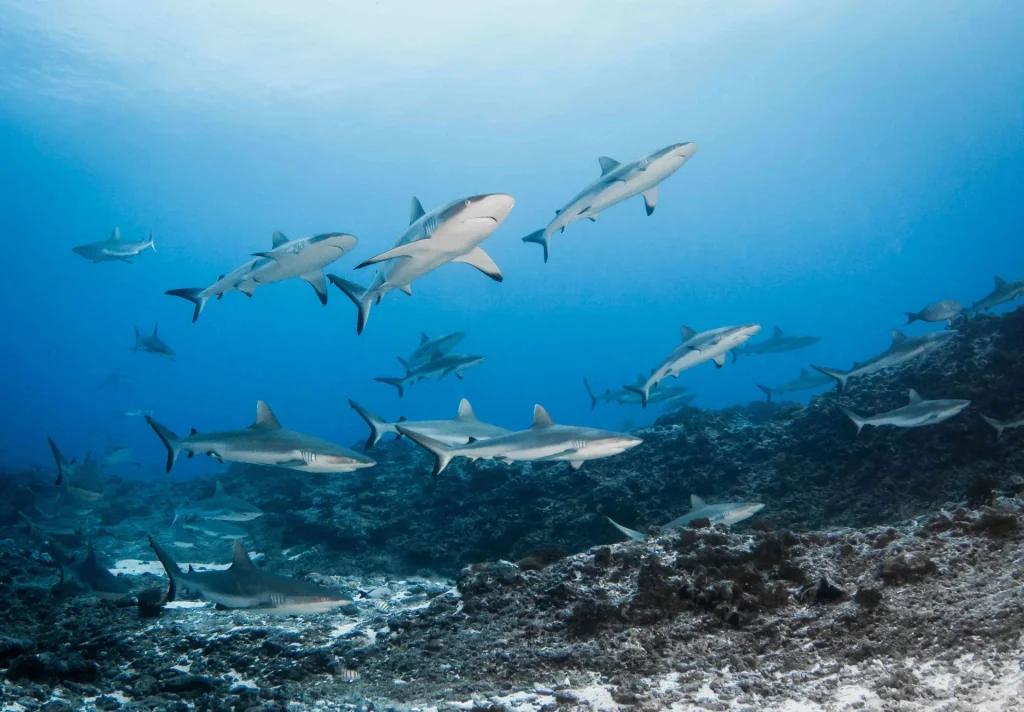 Banc de requins© Bernard Beaussier