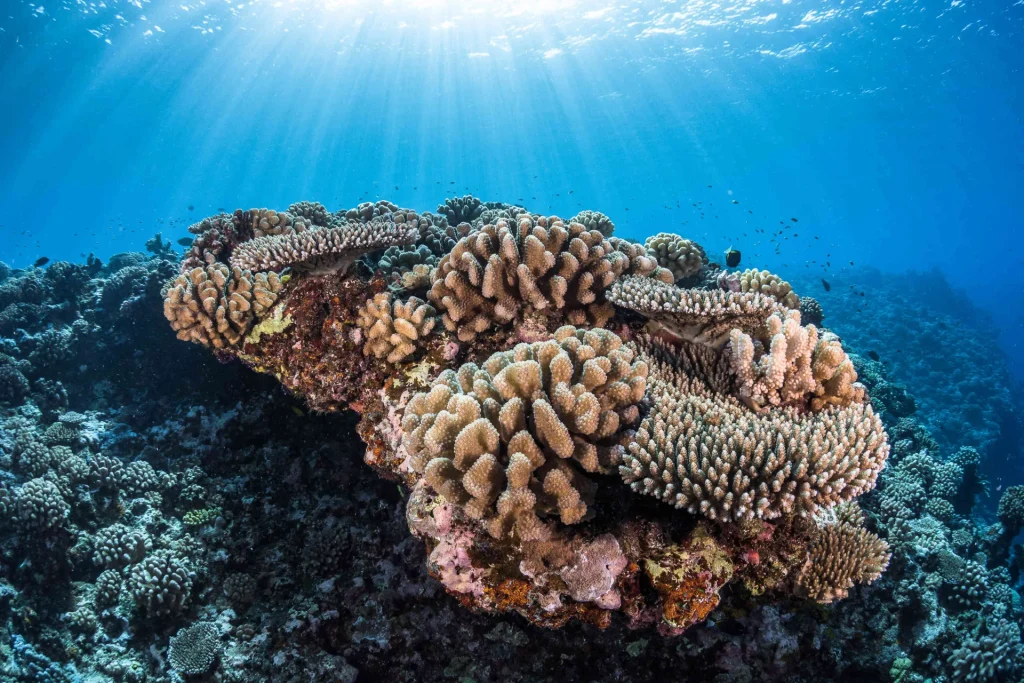 Massif corallien © Grégory Lecoeur