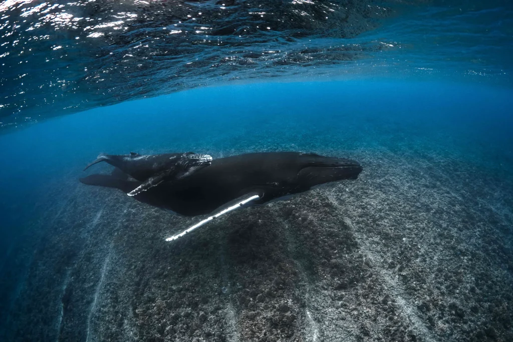 La saison des baleines à Tahiti Et Ses Îles ©Grégory Lecoeur