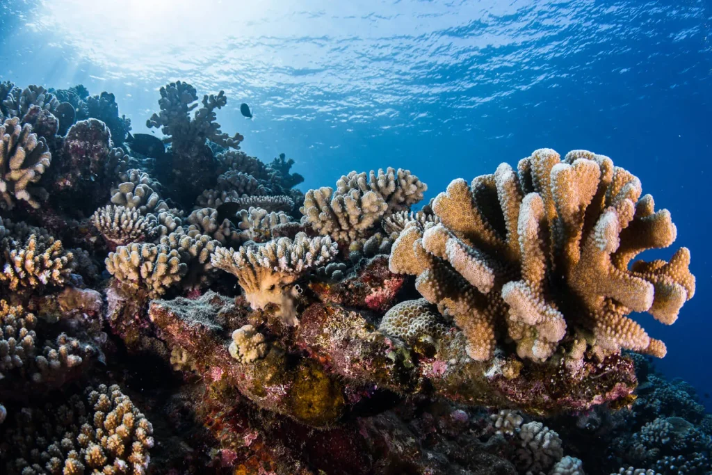 Massif coralien © Grégory Lecoeur