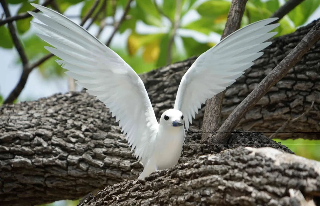 Observation d'oiseaux à Tetiaroa © Lei Tao