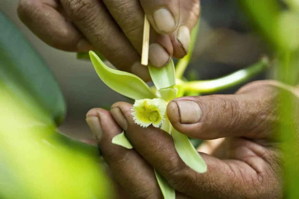 Pollinisation d'une orchidée de vanille de Taha'a ©Tahiti Tourisme