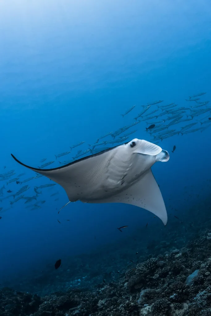 Raie manta avec en fond un banc de barracudas © Greg Lecoeur