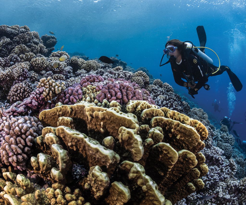 Plongée et découvrir la richesse sous-marine c Tahiti Tourisme