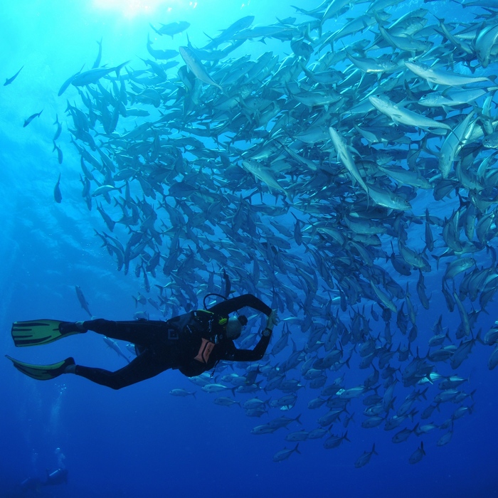 Nager dans un banc de poissons c Tahiti Tourisme