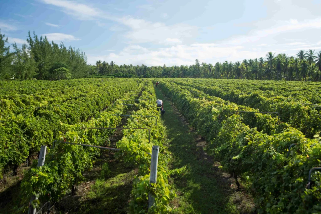 Vignoble de Rangiroa©gregoirelebacon