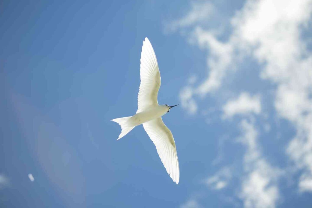 Belle-oiseau-blanc-dans-le-ciel-de-Tikehau-©-Teriitua-Maoni