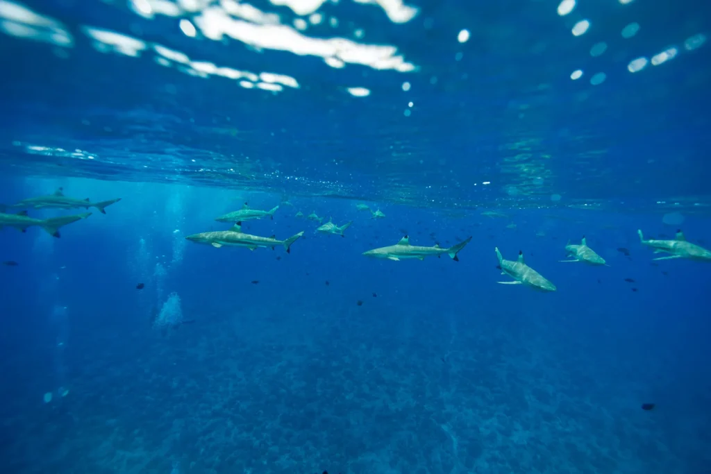 Banc de requins pointe noire © Grégoire Le Bacon