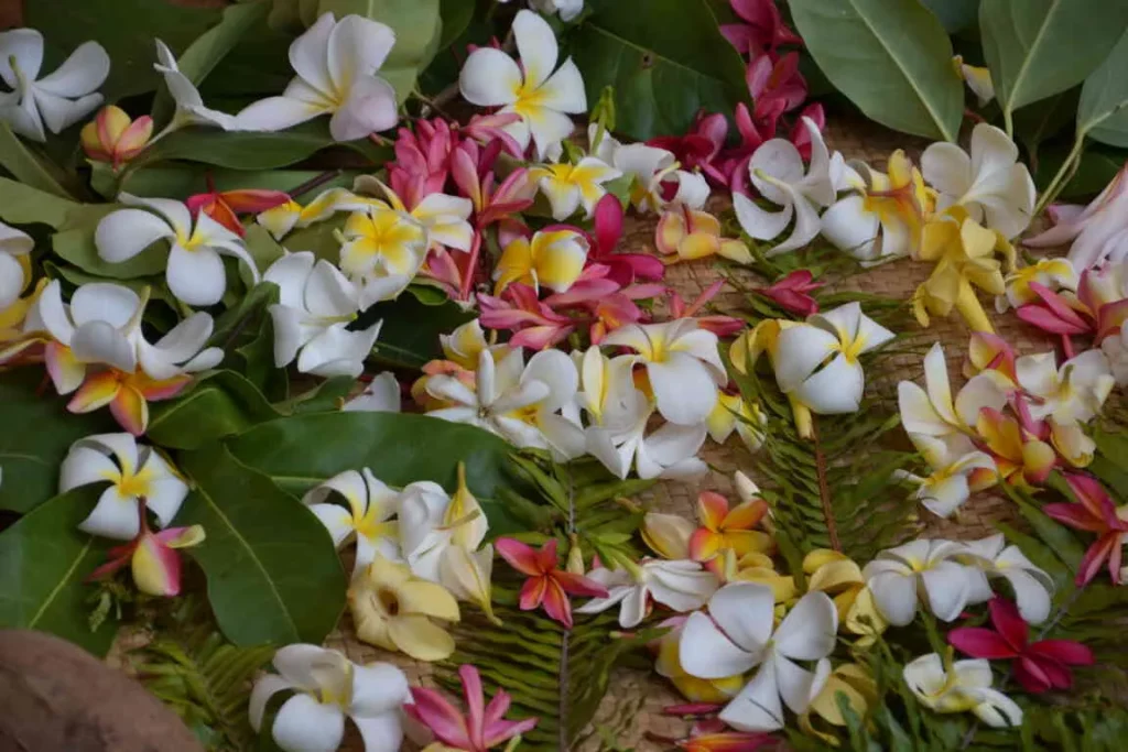 Belles fleurs de Tipaniers pour la confection de couronnes de fleurs © Tahiti Tourisme