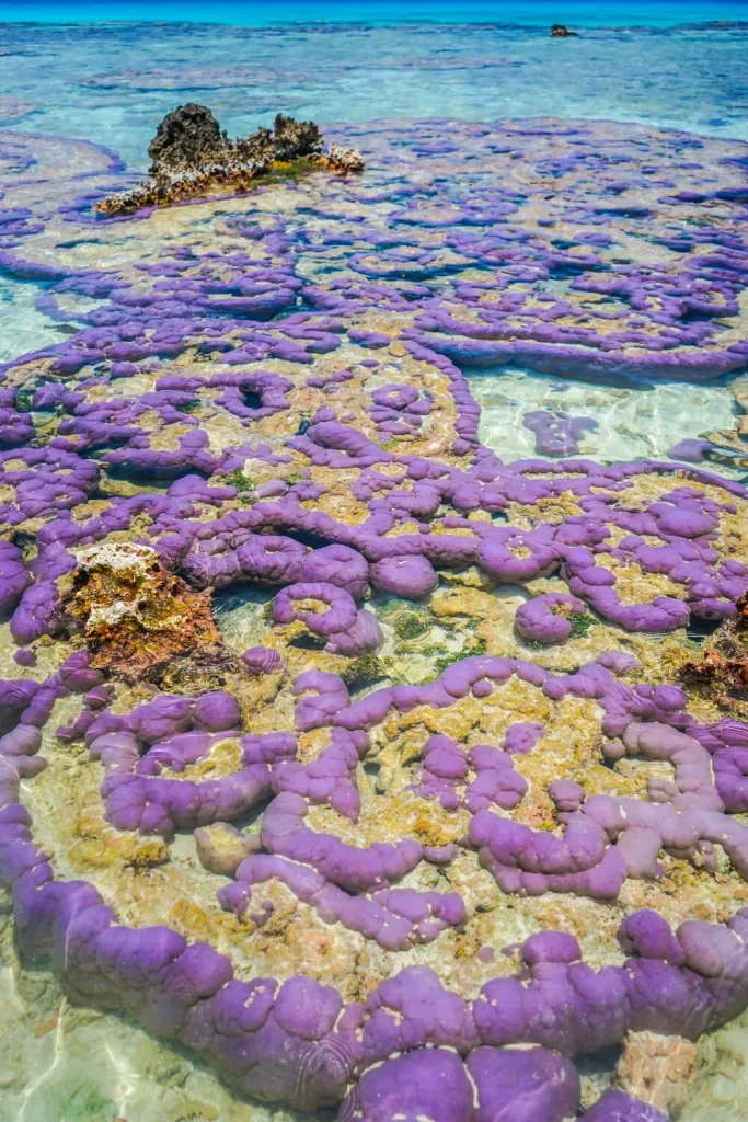 Les coraux aux Tuamotu © Lei Tao