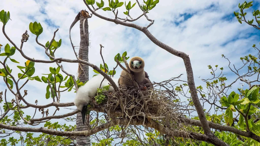 Les oiseaux de Tikehau © Denis Grosmaire