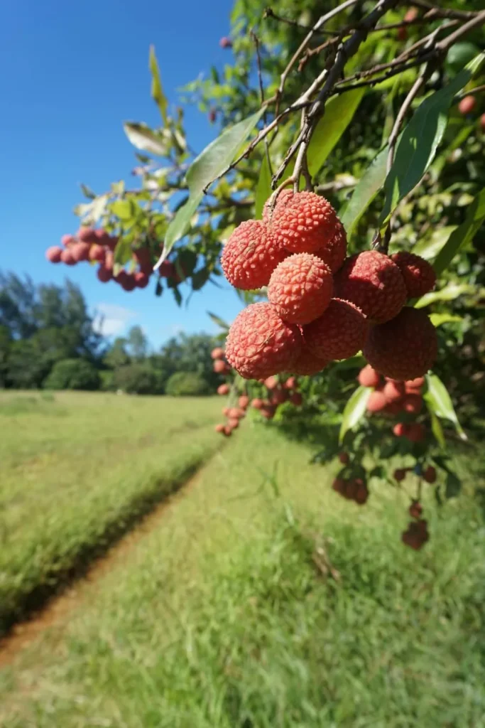 Litchis sur l'arbre ©_Léa Parizot