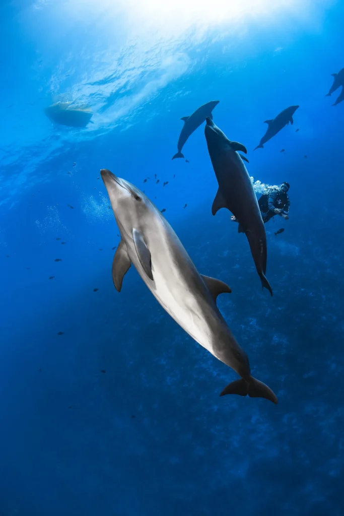 Observation de dauphins © Greg Lecoeur