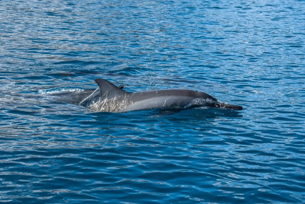 Observation de dauphins © Grégory Lecoeur