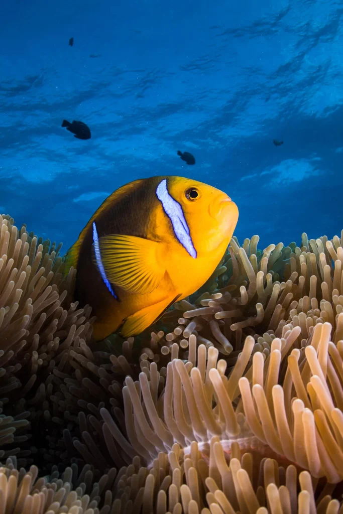 Observation de poissons © Grégory Lecoeur