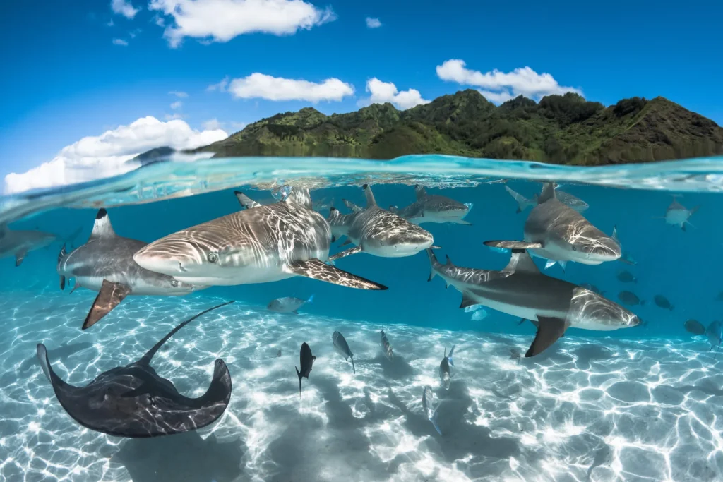 Observation de raies et requins © Grégory Lecoeur