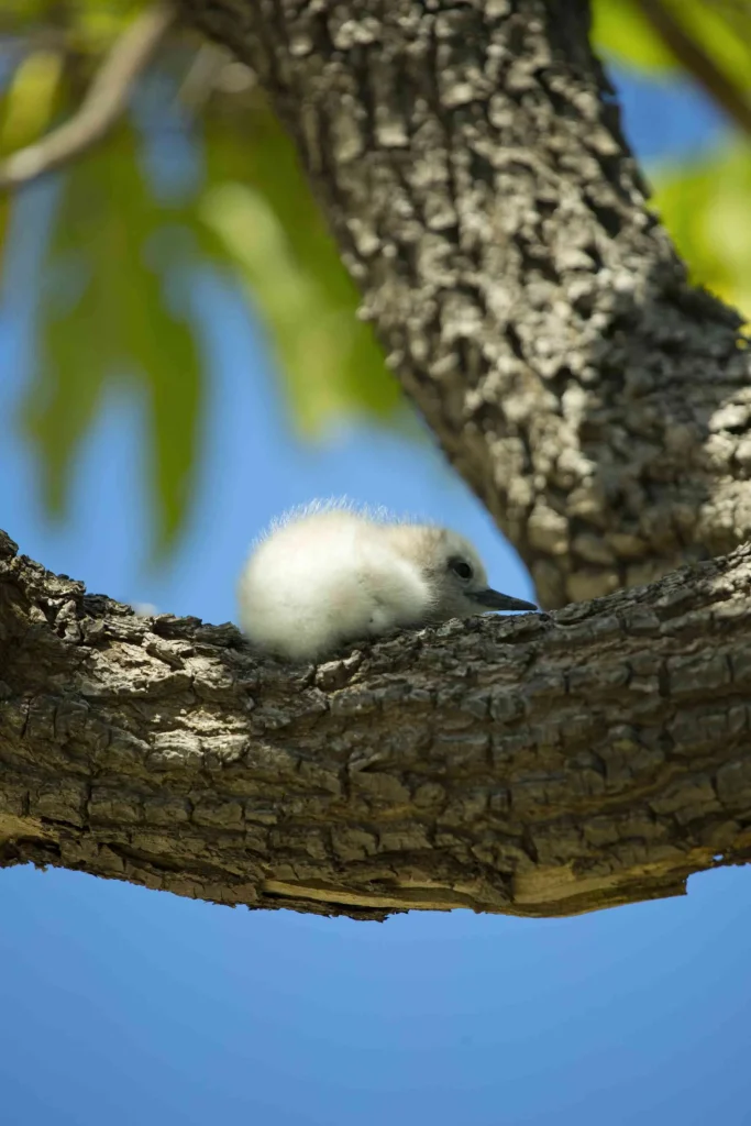 Oiseau de Tikehau © Tahiti Tourisme