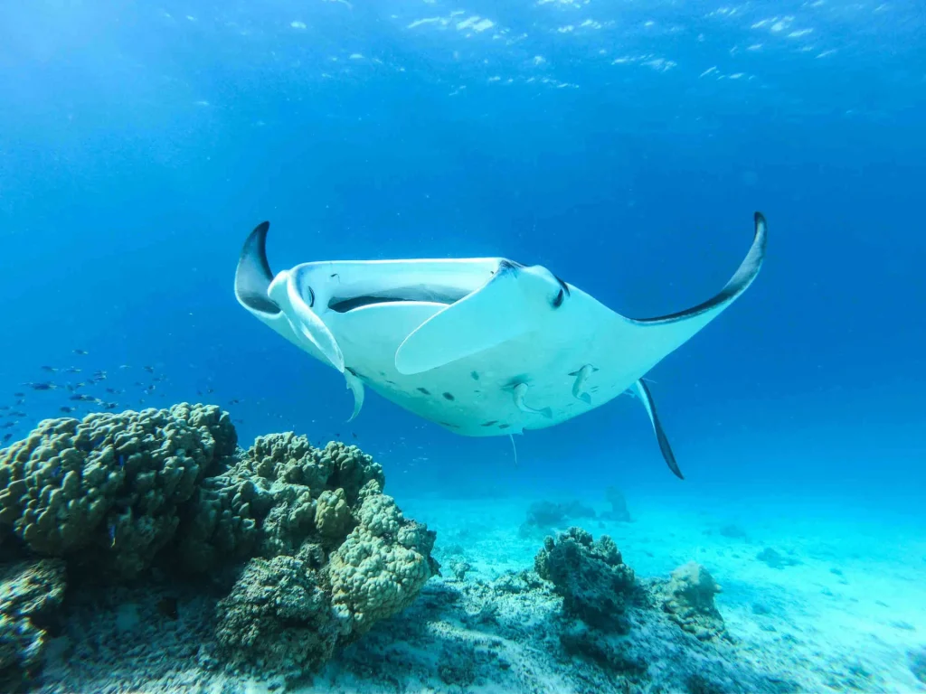 Rencontre avec une raie manta© Denis Grosmaire