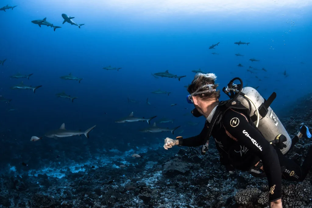 Plongée au Mur de requins © Grégory Lecoeur