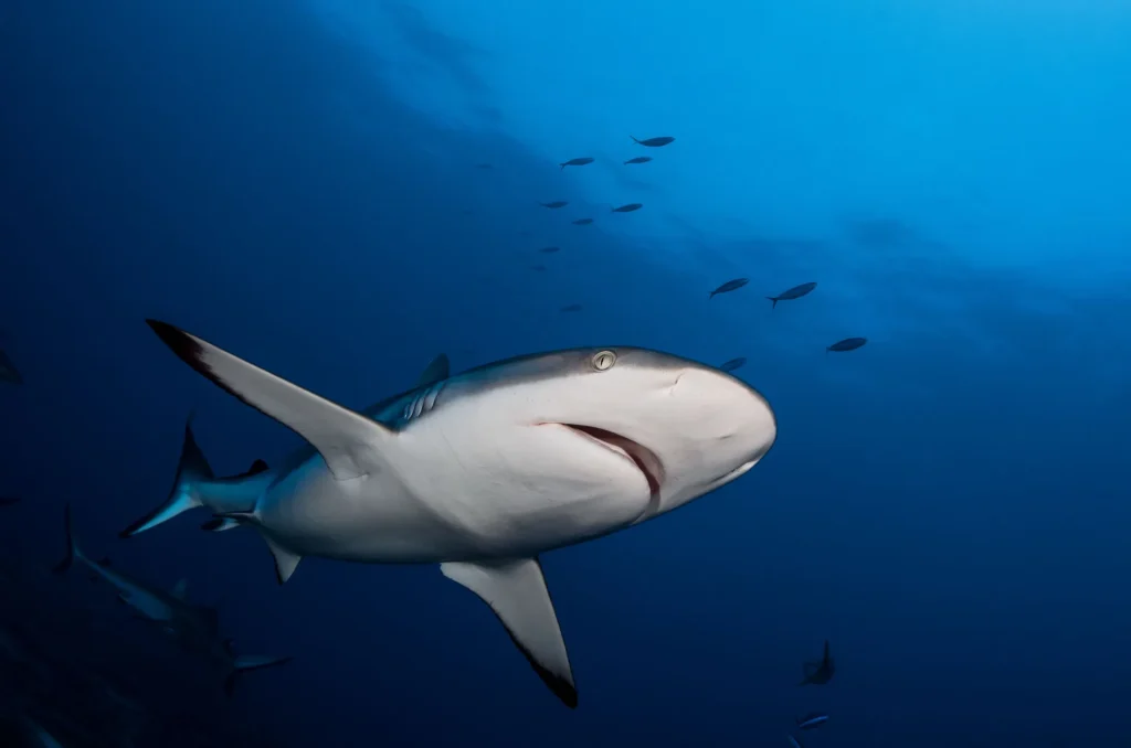 Plongée avec des requins © Frédérique Legrand