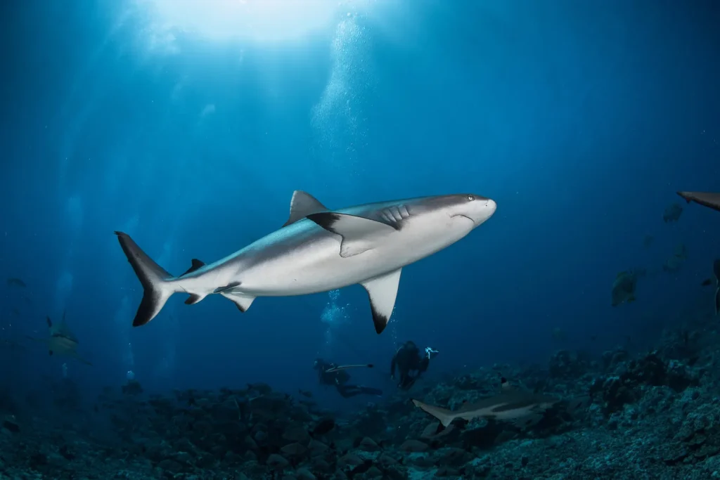 Plongée avec les requins © Grégory Lecoeur