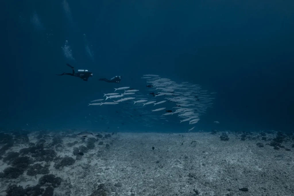 Plongée avec un banc de barracudas © Alexandre Voyer