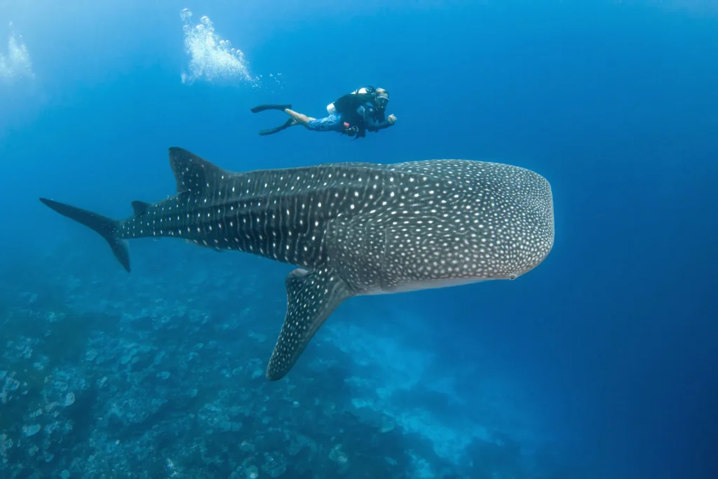 Plongée avec un requin baleine © Bernard Beaussier