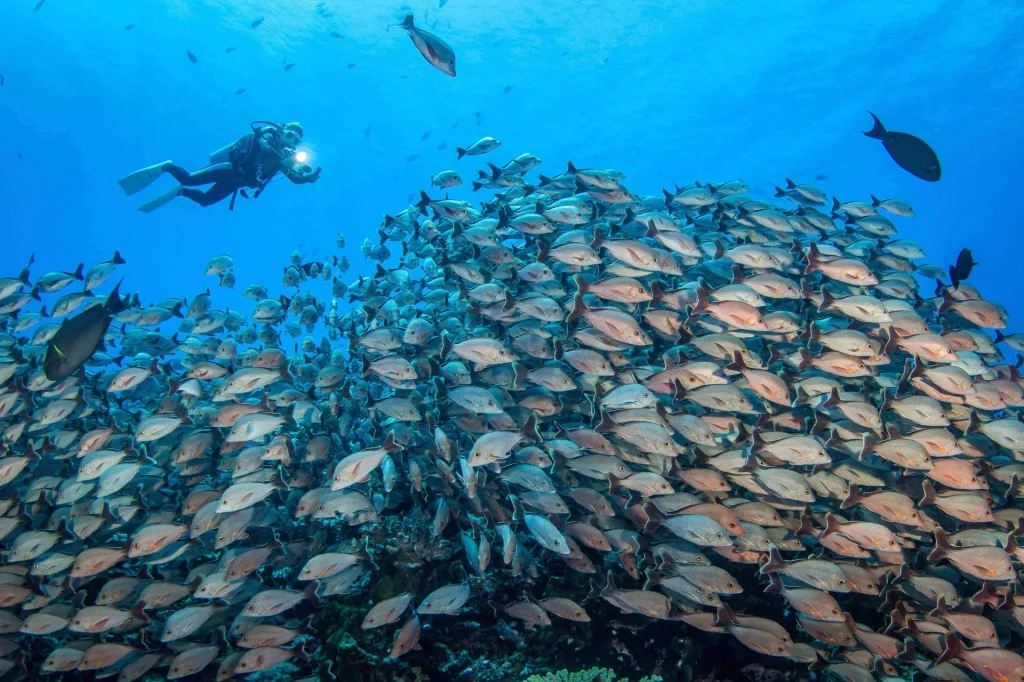 Plongée sous-marine à Rangiroa© Bernard Beaussier