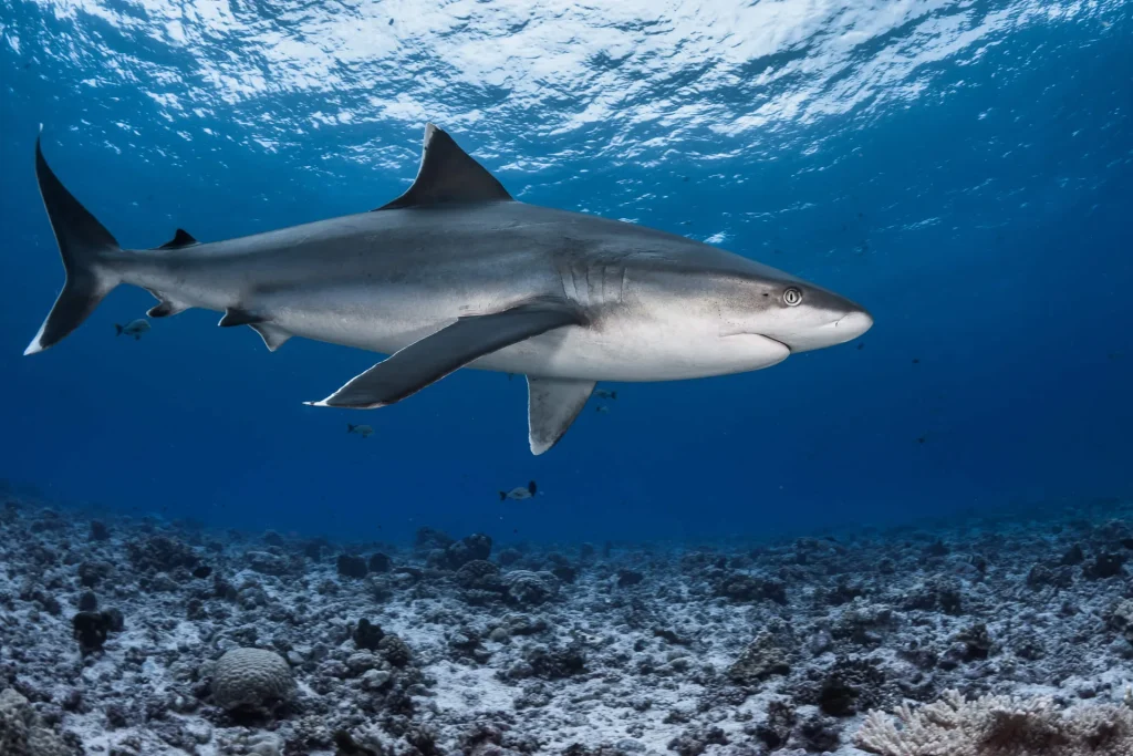 Requin gris © Grégory Lecoeur