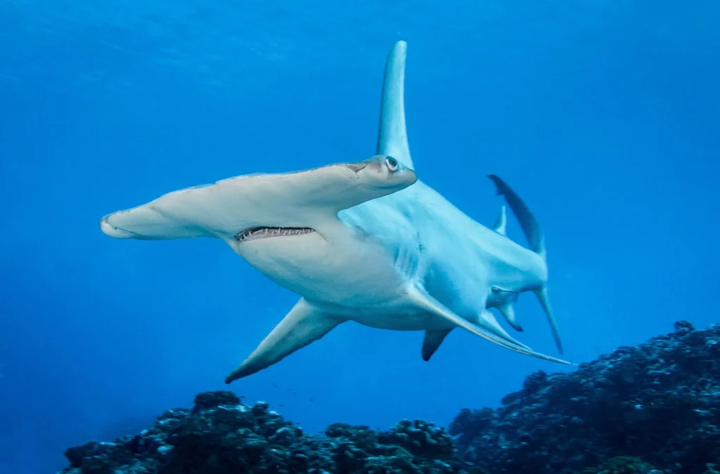 Requin marteau © Bernard Beaussier