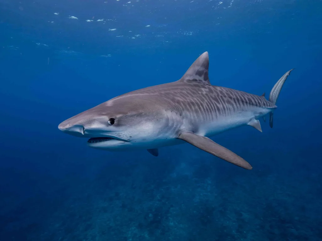 Requin tigre © Denis Grosmaire