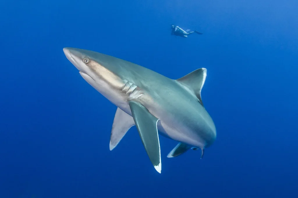 Requins de récif © Bernard Beaussier