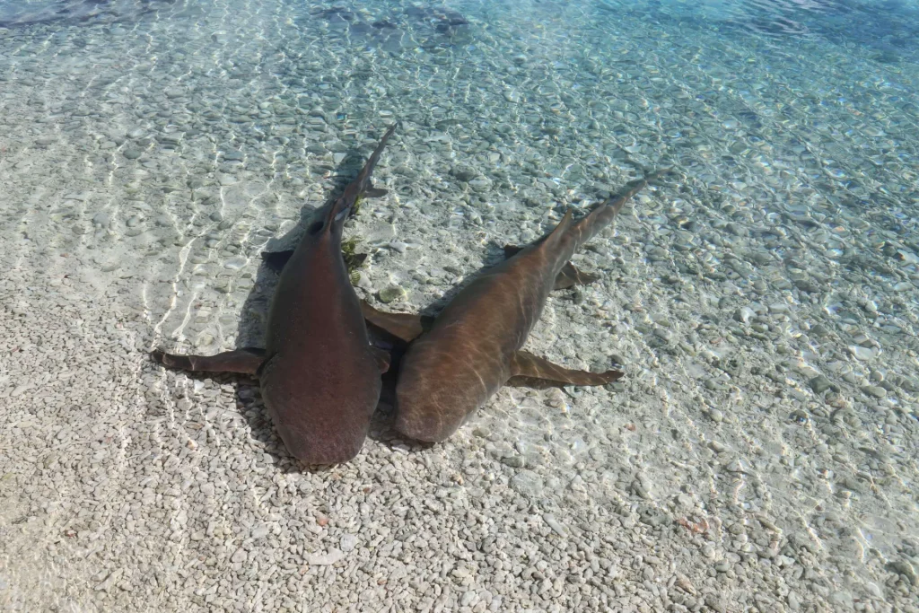 Requins dormeurs © Bernard Rubinstein