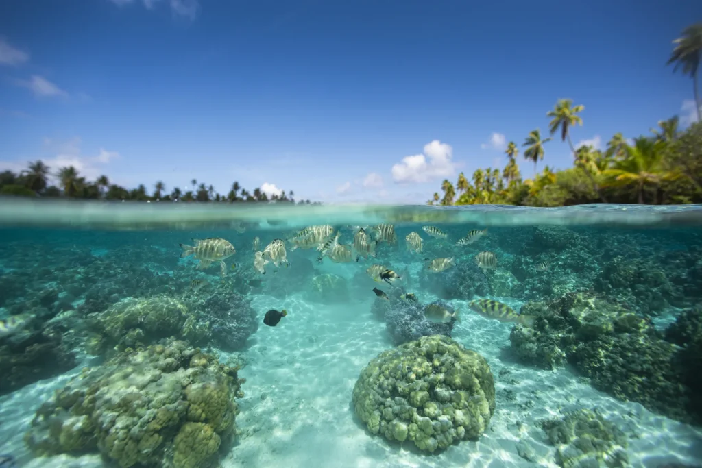 Snorkeling © Grégoire Le Bacon