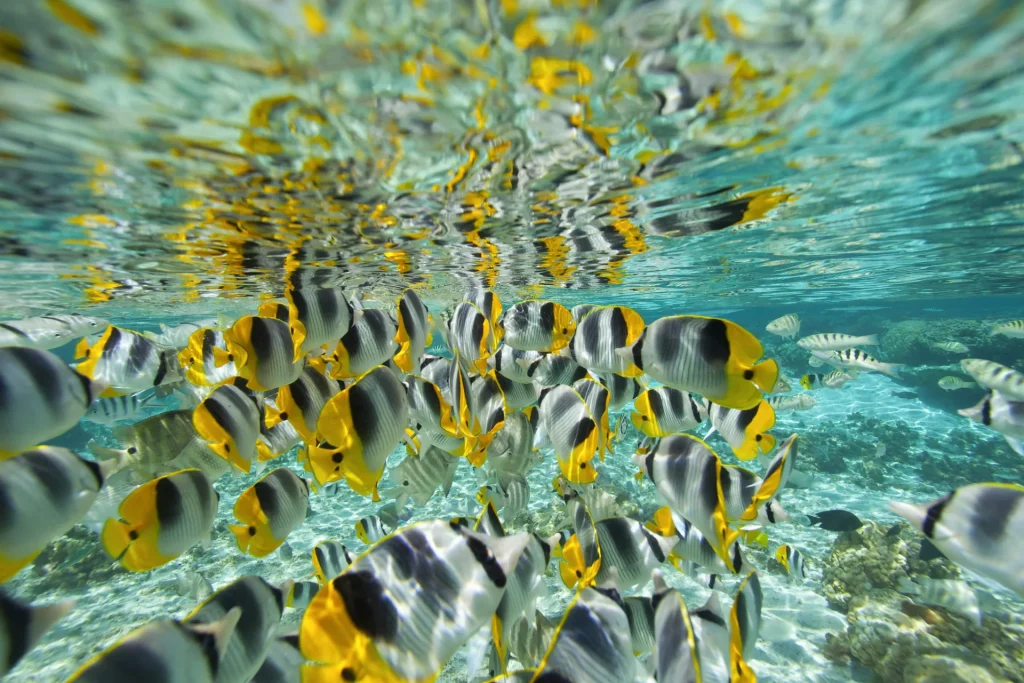 Un banc de poissons © Tahiti Tourisme