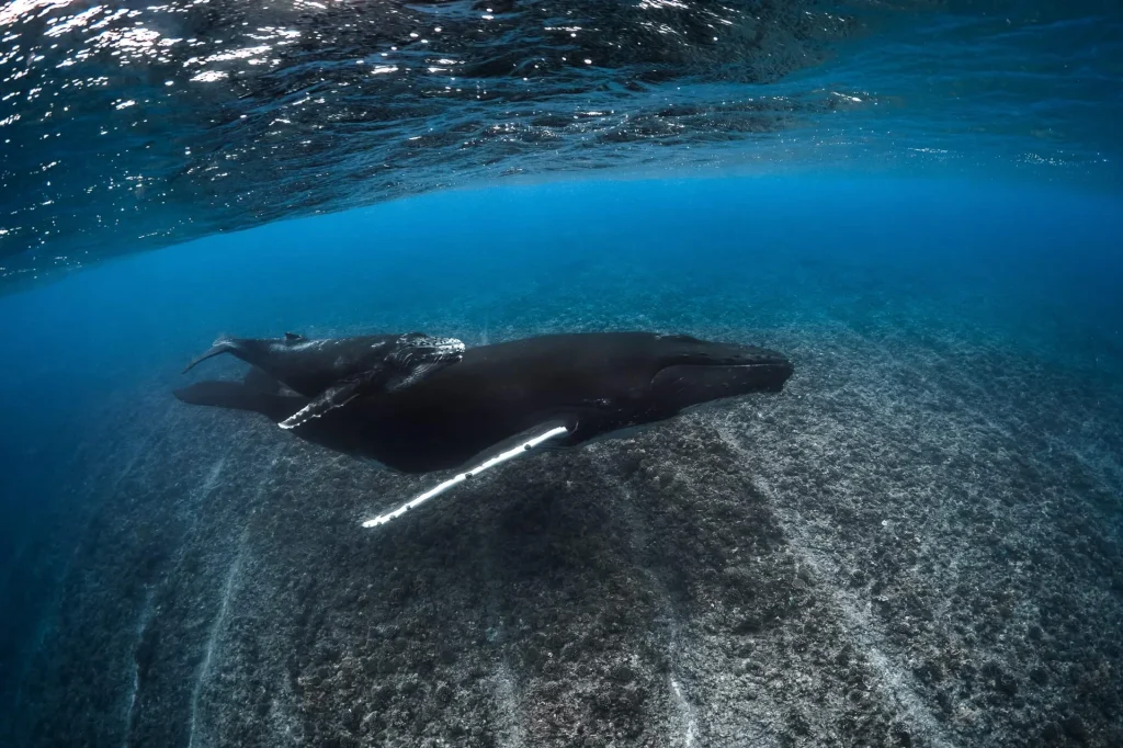 Vue sur une baleine et son baleineau © Grégory Lecoeur
