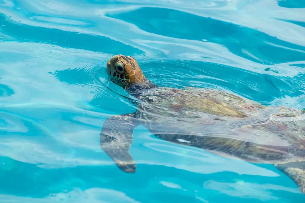 Vue sur une tortue © Grégoire Le Bacon