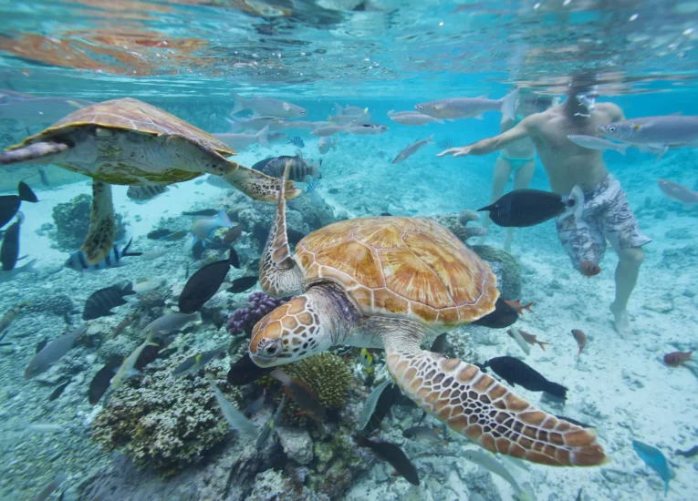Observation de tortues © Tahiti Tourisme