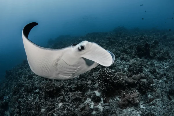 Plongée avec une raie manta © Grégory Lecoeur