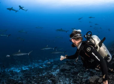 Plongée au fameux _mur de requins_ © Grégory Lecoeur