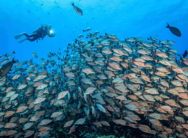 Plongée sous-marine à Rangiroa© Bernard Beaussier