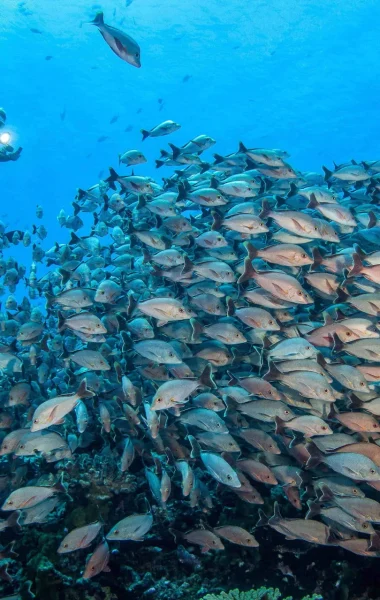 Plongée sous-marine à Rangiroa© Bernard Beaussier