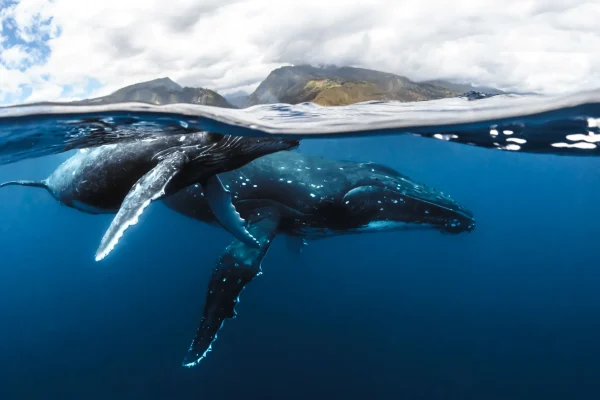 Une baleine et son baleineau à Tahiti Et Ses Îles © Frédérique Legrand