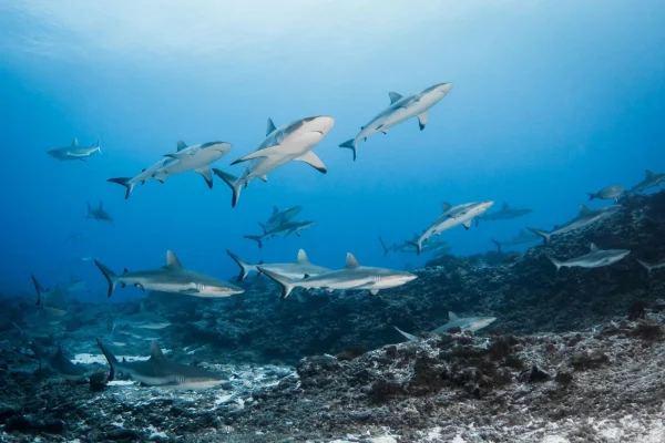 Le mur de requins de Fakarava © Bernard Beaussier