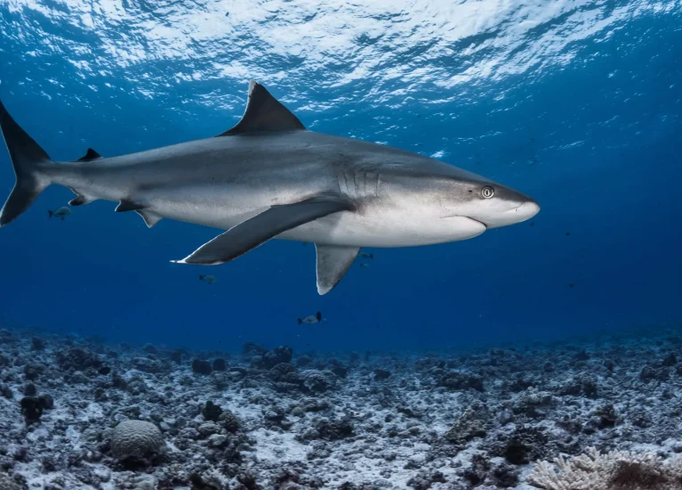 Requin gris © Grégory Lecoeur