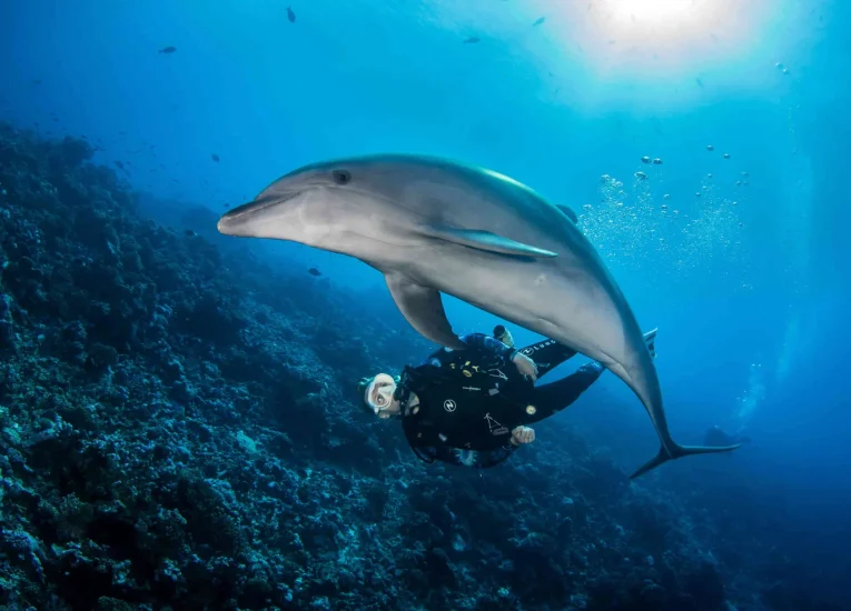 Plonger avec un dauphin© Bernard Beaussier