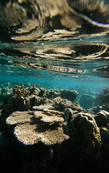 A Tahiti Et Ses Îles, le corail est encore préservé de l'activité humaine © Myles McGuinness