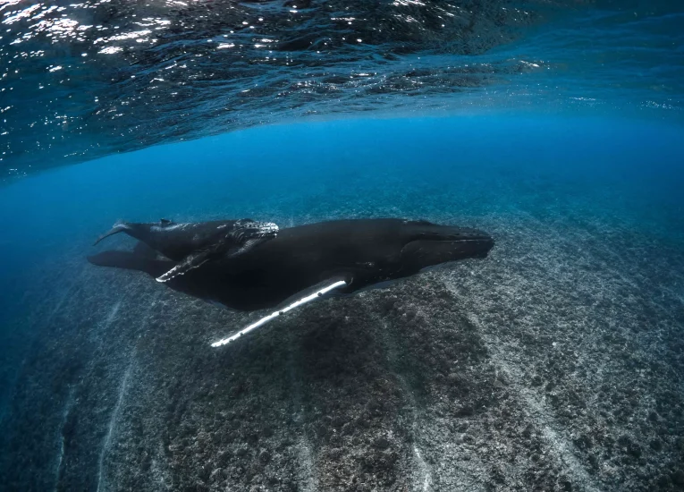 La saison des baleines à Tahiti Et Ses Îles ©Grégory Lecoeur